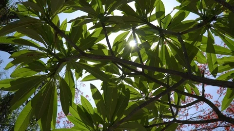 Sunlight Through The Lush Leaves Of Trees Stock Footage 95546941