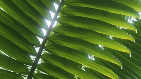 Sunlight Through Lush Palm Fronds in a Hawaiian Botanical Garden Stock Footage 317140816