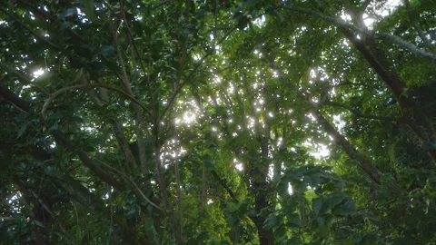 Sunlight Through Lush Tropical Foliage in Hawaii Botanical Garden Stock Footage 317150296