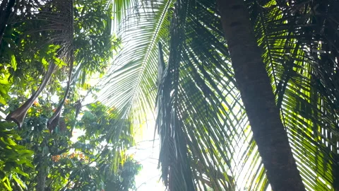 Sunlight Through Lush Tropical Palm Trees Stock Footage 311376092