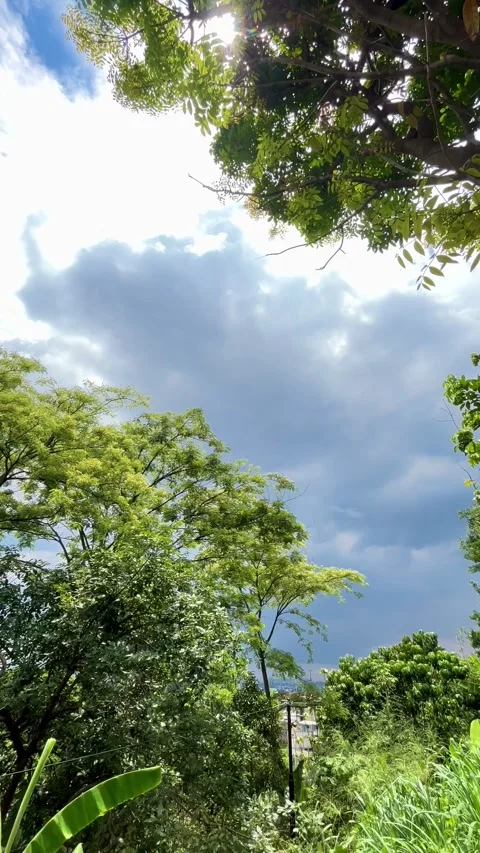 Sunlight Through Lush Tropical Tree Canopy Against a Dramatic Clouded Sky Vídeos de archivo 341701055