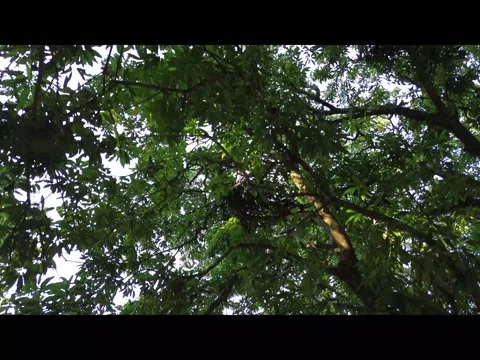 Sunlight Through Mango Tree Canopy, Aerial Drone Shot Stock Footage 341830424