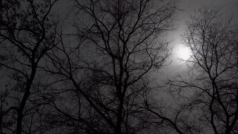 Sunlight through the mist in a forest in the mountains Stock Footage 127172522