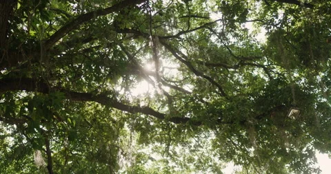 Sunlight through the oak tree branches Stock Footage 185609813