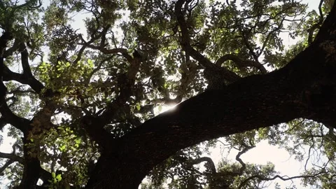 Sunlight Through Oak Tree Branches 스톡 동영상 331226659