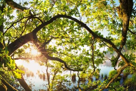 Sunlight through oak tree branches Stock Photos