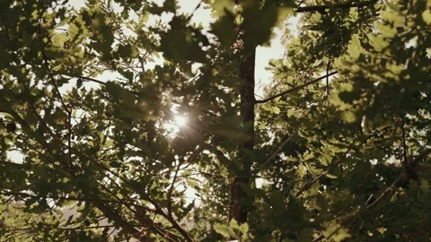 Sunlight Through Oak Tree Canopy in Forest Stock Footage 343697387