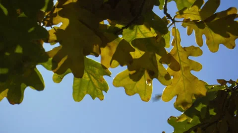 Sunlight Through Oak Trees Видео 32164489