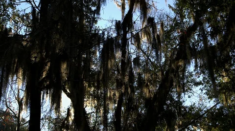 Sunlight through the oaks and moss 库存影片 69007094