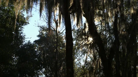 Sunlight through the oaks Video stock 69008297