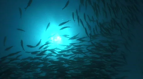 Sunlight through the Ocean Blue through a swarm of fish 스톡 동영상 797317