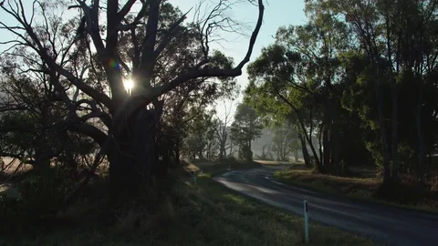 Sunlight through old gums tree in Yarra Valley, Victoria, Australia Stock Footage