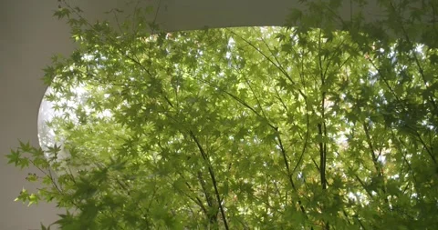 Sunlight Through Oval Window: Maple Leaves Sway in Gentle Breeze Stock Footage 344275569