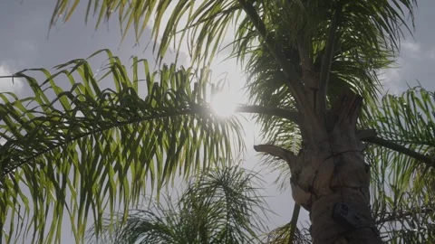 Sunlight Through Palm Leaves Tropical Background Stock Footage 328594327