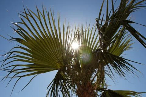 Sunlight through the palm 库存照片