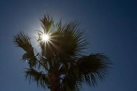 Sunlight through the palm 库存照片
