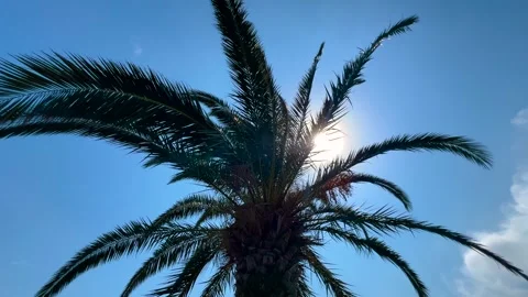 Sunlight through palm tree against blue summer sky - sun lens flare Stock Footage 347833459