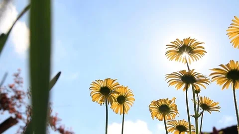 Sunlight through petals Stock Footage 74900377