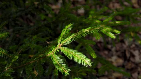 Sunlight Through Pine Branch Needles Video stock 316301769