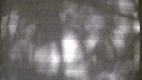 Sunlight Through Pine Branches Behind Manila-Colored Shade Stock-Footage 96965304