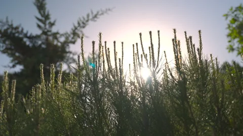 Sunlight Through Pine Branches Stock Footage 316233198