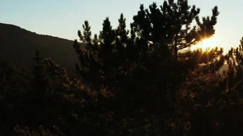 Sunlight through pine branches in a mountain forest from above Video stock 145515487