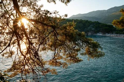 Sunlight Through Pine Branches Over Coastal Landscape Stock Photos