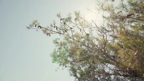 Sunlight through pine branches in Zadar Stock Footage 340072534