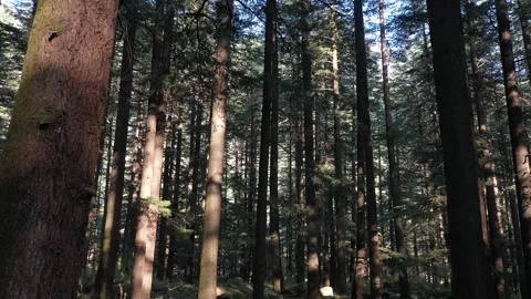 Sunlight through pine forest in Himalayas Stock Footage 250346747