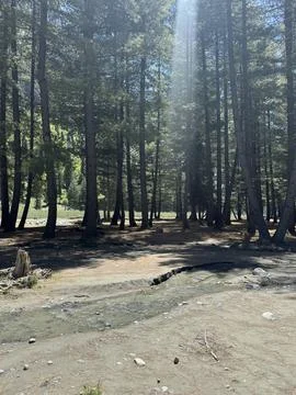 Sunlight Through Pine Forest in Kumrat Stock Photos