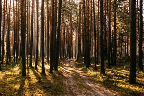 Sunlight through pine forest with long shadows on path 库存照片