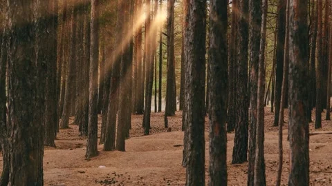 Sunlight Through Pine Forest Trees, Peaceful Woodland Nature Background, 4K Stockbeeldmateriaal 344117526