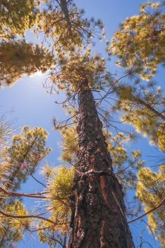Sunlight Through Pine Needles Fotos de archivo