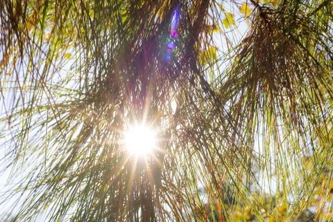 Sunlight Through Pine Needles Stock Photos