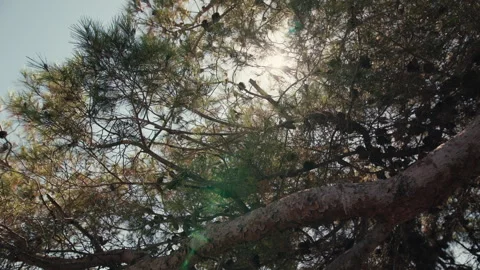 Sunlight through pine tree branches in Zadar Stock Footage 340072537