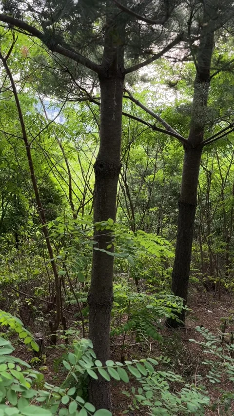 Sunlight Through Pine Trees and Green Branches in Summer Forest Stock Footage 340420711