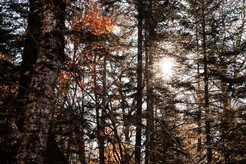 Sunlight through pine trees in autumn forest. Stock Photos