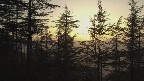 Sunlight Through Pine Trees in Mountain Forest at Golden Hour Stock Footage 326993538