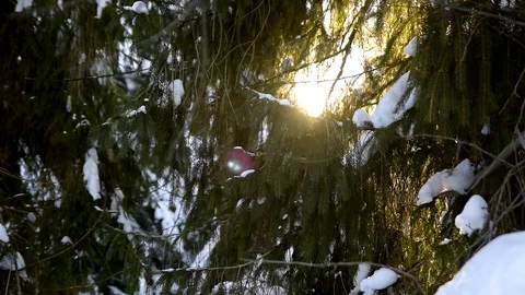 Sunlight through pinetrees in the winter forest Stock Footage 129421974