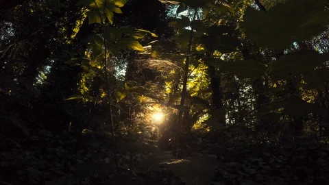 Sunlight Through the Rainforest Stock Footage 91224529