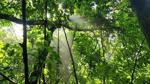 Sunlight through the rainforest Stockbeeldmateriaal 240151800