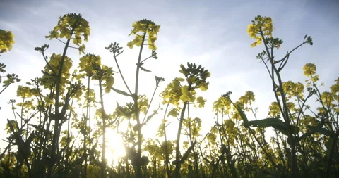 Sunlight Through Rapeseed Flowers – Low Angle View Stock Footage 306895793
