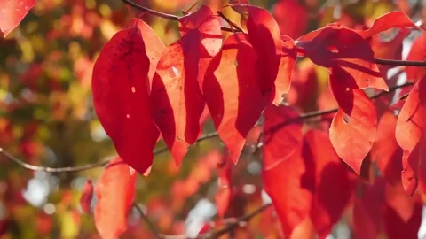 Sunlight Through Red Autumn Maple Leaves Stock Footage 346196420