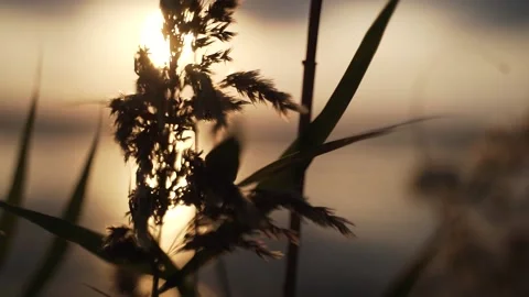 Sunlight through the reeds Stock Footage 142520498