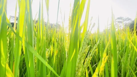 Sunlight Through Rice Plants at Sunset Stock Footage 337885297