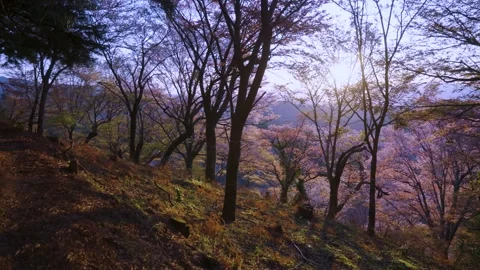 Sunlight Through Sakura Trees in Yoshino Japan, Brilliant Spring Day in Nara Stock Footage 339766250