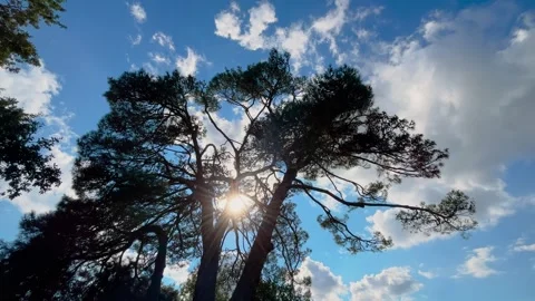 Sunlight through silhouette of mediterranean pine crown against cloudy sky Stock Footage 346541794