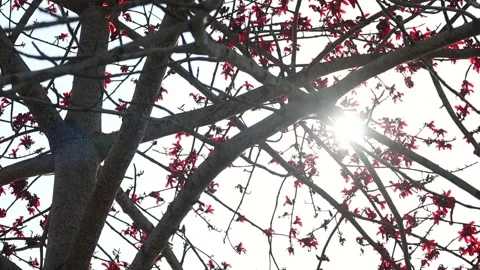 Sunlight through silk cotton tree branches with red blossoms Stock Footage 331276793