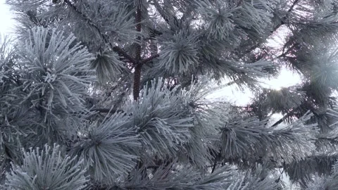 Sunlight Through Snow Covered Branches Of Fluffy Pine Trees On A Sunny Winter Da Stock Footage 232108443