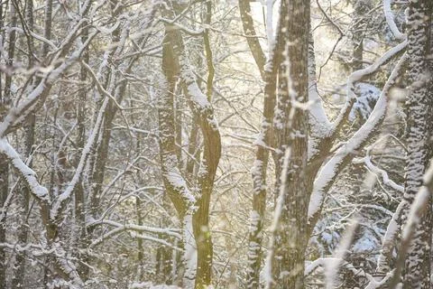 Sunlight Through Snow Covered Forest in Winter Stock Photos